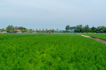 Farm field with growing green annual Florence Fennel bulbing plants. Foeniculum vulgare azoricum.
