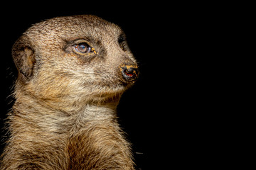 Closeup of a watchful meercat