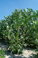 Plantation of broad beans or Vicia faba plants in Zeeland, Netherlands