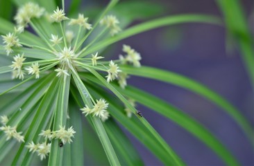 Beautiful summer picture of a blooming plant with an ant closeup on blurred background.