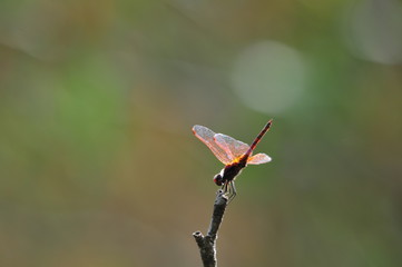 close up detail of dragonfly. dragonfly image is wild with green and bokeh background.
