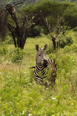 zebra eating grass