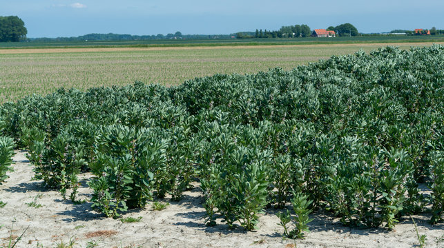 Plantation of broad beans or Vicia faba plants in Zeeland, Netherlands