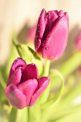 Fototapeta premium Two tulips with water drop on a blurred background.