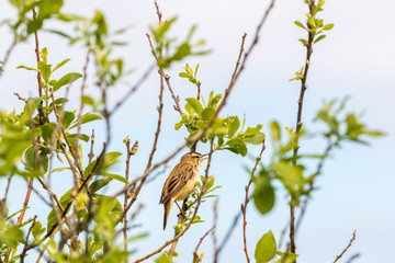 Sedge warbler singing from a tree branch