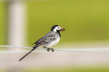 Wagtail with its beak full of mosquitoes