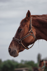 Portrait of a beautiful brown horse. Horse farm.