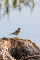 Wagtail on a tree stump