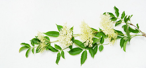 white flowers from elderberry on white wood, banner