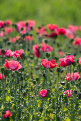 Fototapeta na wymiar Big garden red poppy flowers nature background
