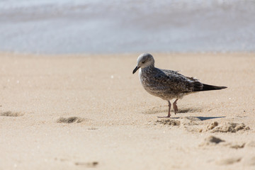 Seagull on the sand on a sunny day