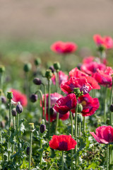 Fototapeta premium Duży ogród czerwone kwiaty maku natura tło