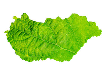 Map of Hungary in green leaf texture on a white isolated background. Ecology, climate concept. 3d illustration.