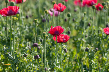 Big garden red poppy flowers nature background