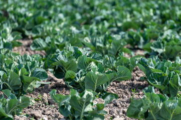 Farm field with growing green broccoli cabbage plants