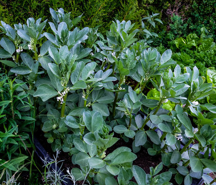 Saubohnen mit Bl&uuml;tenst&auml;nden