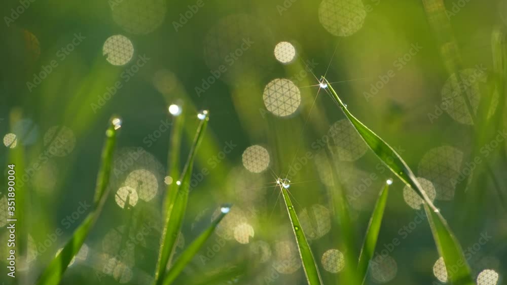 Poster abstract macro shot of blades of green grass. dew drops shine with splendor. beautiful lens blur bok