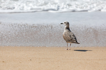 Seagull on the sand on a sunny day