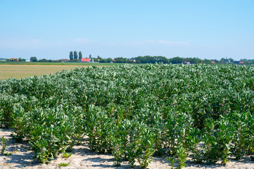 Fototapeta na wymiar Plantation of broad beans or Vicia faba plants in Zeeland, Netherlands