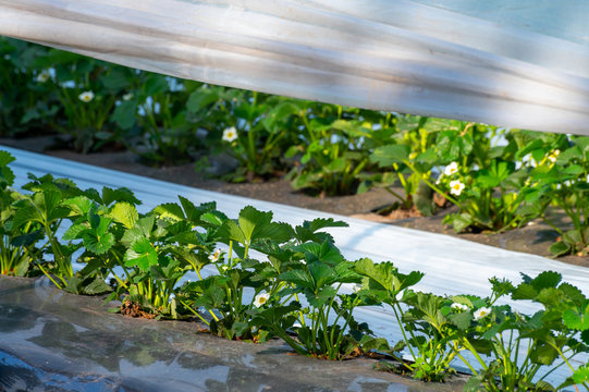 Cultivation of strawberry fruits using the plasticulture method, plants growing on plastic mulch in walk-in greenhouse tunnels