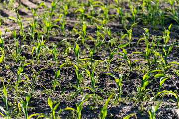 Farmer field with rows of young green corn plants