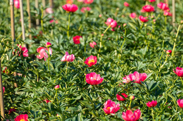 Blossom of pink peony flowers on farm field in Netherlands