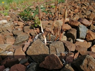 mushrooms unusual brown vertical tubules grow through stones from the earth crushed stone unusually