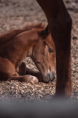 A small brown colt is resting on a horse farm