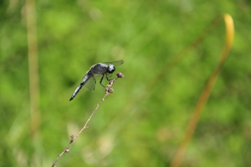 close up detail of dragonfly. dragonfly image is wild with green and bokeh background.