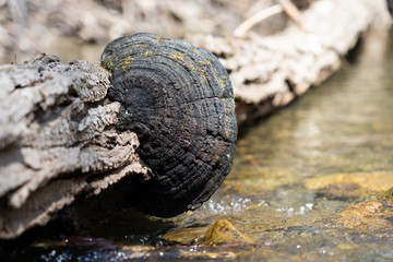 Fungus on log in stream
