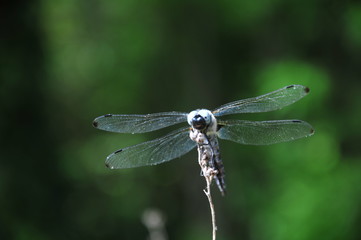 close up detail of dragonfly. dragonfly image is wild with green and bokeh background.