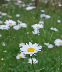 Marguerite