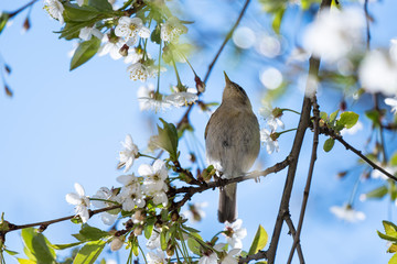 Little bird Booted warbler on a flowering branch of cherry, against the blue sky, on a sunny, spring day. Wildlife.
