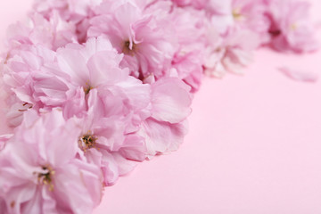 Obraz na płótnie Canvas Beautiful sakura blossom on pink background, closeup. Japanese cherry
