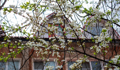 Fototapeta na wymiar In spring, cherry blossoms near the house