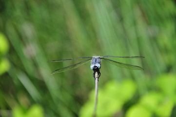 close up detail of dragonfly. dragonfly image is wild with green and bokeh background.