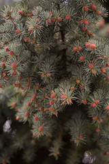 spruce branches with small cones in spring