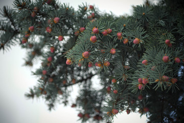 spruce branches with small cones in spring