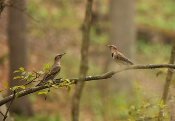 Northern flicker  during breeding time. Natural scene from Wisconsin state park.
