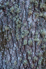 Pinewood tree in Sweden
