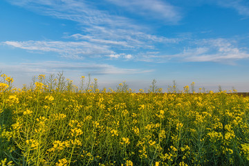 Yellow rapeseed field. Endless Field of Rapeseed blossoming, agricultural Landscape under Blue Sky with Clouds