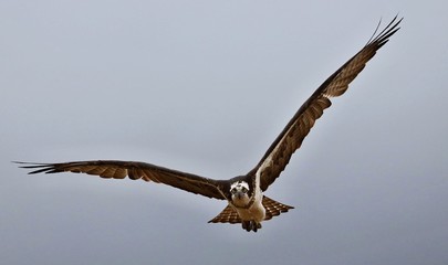 Osprey -  It is a large raptor, reaching more than 60 cm in length and 180 cm across the wings.

