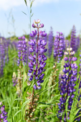 Lupin plant close up in Sunny weather