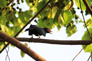 red winged blackbird