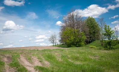 Fototapeta na wymiar Landscape with a green field, trees growing on it and a beautiful blue sky with white clouds