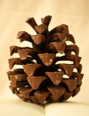 pine cone on white background