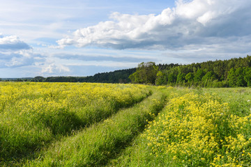 Fototapeta na wymiar a grassy road in a field of flowers