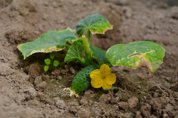 delicious cucumber in the garden