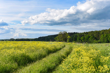 a grassy road in a field of flowers