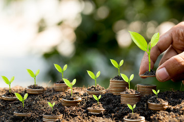 Hand putting coin on coin stack growing graph with green bokeh background,investment concept.tree growing on coin,Business Finance and Save Money concept